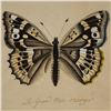 Image 2 : Hand-Colored Butterfly Engraving on Paper by J. Juillet after J. J. Ernst