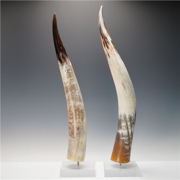 Pair of Mounted Cattle Horns on Acrylic Bases