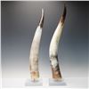 Image 2 : Pair of Mounted Cattle Horns on Acrylic Bases
