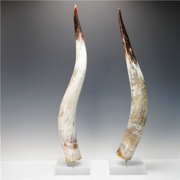 Pair of Mounted Cattle Horns on Acrylic Bases
