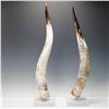 Image 1 : Pair of Mounted Cattle Horns on Acrylic Bases