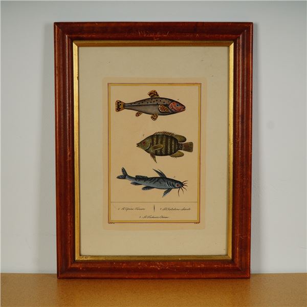 After Buffon, Color Engraving, Tropical Fish, Italian Edition Moretti Inc.