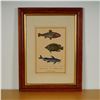 Image 1 : After Buffon, Color Engraving, Tropical Fish, Italian Edition Moretti Inc.