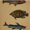 Image 2 : After Buffon, Color Engraving, Tropical Fish, Italian Edition Moretti Inc.
