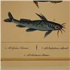 Image 3 : After Buffon, Color Engraving, Tropical Fish, Italian Edition Moretti Inc.
