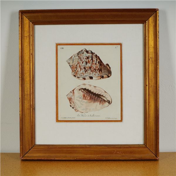 Hand-Colored Sea Shells Engraving on Paper after Georg Wolfgang Knorr