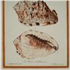 Image 2 : Hand-Colored Sea Shells Engraving on Paper after Georg Wolfgang Knorr