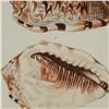 Image 3 : Hand-Colored Sea Shells Engraving on Paper after Georg Wolfgang Knorr