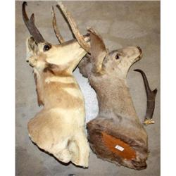 Lot of 2 Deer Heads
