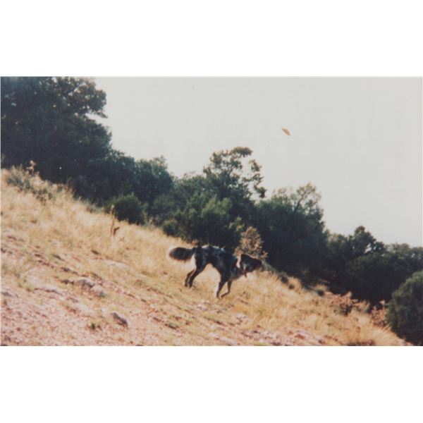 Photograph: Rural UFO w/ Dog: Canon City CO USA, Sept. 1992 - Anonymous Photographer