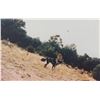 Image 1 : Photograph: Rural UFO w/ Dog: Canon City CO USA, Sept. 1992 - Anonymous Photographer