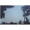 Image 1 : Photograph: UFO Through Trees - El Cerro De La Estrella Mexico, June 17 1996 - Taken by Francisco Su