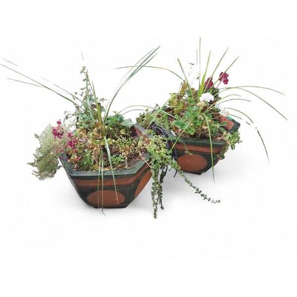 Pair of Large Pottery Planters with Live Plants - 22" x 22" x 14" tall