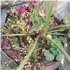 Image 2 : Pair of Large Pottery Planters with Live Plants - 22" x 22" x 14" tall
