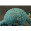 Image 8 : TURQUOISE ARMADILLO (RICHARD NEIL WHITTEN)