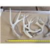 Image 2 : Lot of antlers sheds