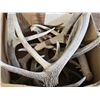 Image 2 : Lot of antlers sheds