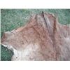 Image 2 : Animal hide- 60x75