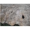 Image 9 : Animal hide- 60x75