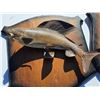 Image 2 : taxidermized arctic grayling and spare mounting board