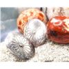 Image 2 : Southwestern Concha Clip-On Earrings .925