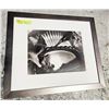 Image 1 : 1981 FRAMED ORIGINAL PHOTOGRAPH "STREPTOCARPUS #3