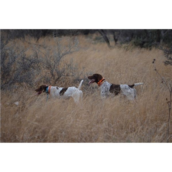 Texas Quail Hunt for 2 Hunters/2 Nights and 3 Hunting Sessions