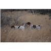 Image 1 : Texas Quail Hunt for 2 Hunters/2 Nights and 3 Hunting Sessions