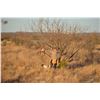 Image 4 : Texas Quail Hunt for 2 Hunters/2 Nights and 3 Hunting Sessions