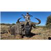 Image 1 : South Africa Premium Plains Game Safari, 7 Days, 4 Hunters