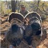 Image 3 : Mexico Gould's Turkey Hunt, 3 Days, 1 Hunter