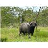 Image 1 : Tanzania Cape Buffalo Hunt, 9 Days, 1 Hunter