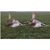 Image 1 : Czech Republic Fallow Deer Hunt, 3 Days, 1 Hunter, 1 Nonhunter