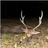 Image 2 : Czech Republic Fallow Deer Hunt, 3 Days, 1 Hunter, 1 Nonhunter