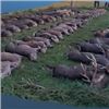 Image 8 : Czech Republic Fallow Deer Hunt, 3 Days, 1 Hunter, 1 Nonhunter