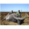 Image 1 : Australia Bulls and Boars, 3 Days, 2 Hunters