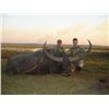 Image 2 : Australia Bulls and Boars, 3 Days, 2 Hunters