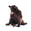 Image 1 : Full Mounted BC Yearling Bear.
