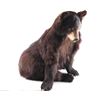 Image 4 : Full Mounted BC Yearling Bear.