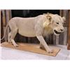 Image 1 : Taxidermy Full Lion Mount.