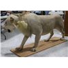 Image 2 : Taxidermy Full Lion Mount.