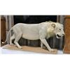 Image 4 : Taxidermy Full Lion Mount.