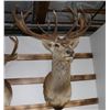 Image 1 : Taxidermy Red Stag Deer