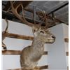 Image 2 : Taxidermy Red Stag Deer