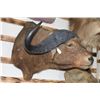Image 1 : Taxidermy Cape Buffalo Mount