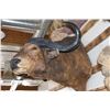 Image 2 : Taxidermy Cape Buffalo Mount