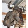 Image 1 : Taxidermy Wildebeest Shoulder Mount