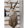 Image 1 : Taxidermy Eland Shoulder Mount