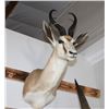 Image 1 : Taxidermy Gazelle Shoulder Mount