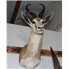 Image 2 : Taxidermy Gazelle Shoulder Mount